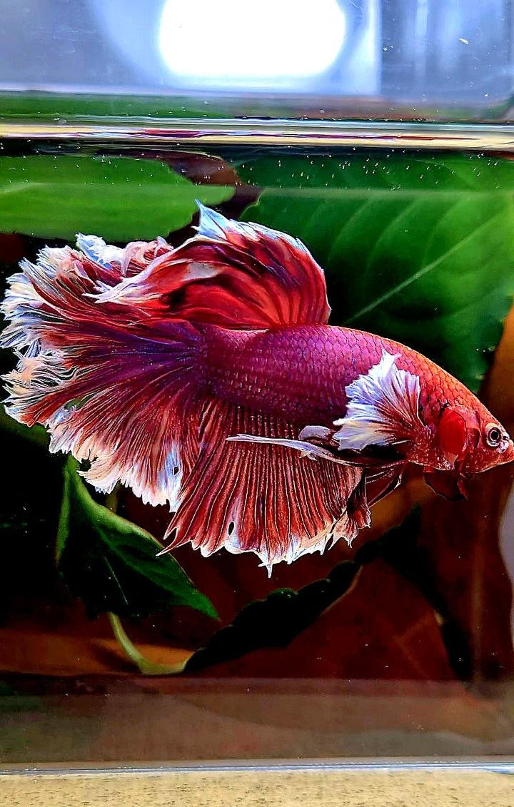 HALFMOON FEATHER TAIL BIG EAR PURPLE LAVENDER BETTA FISH