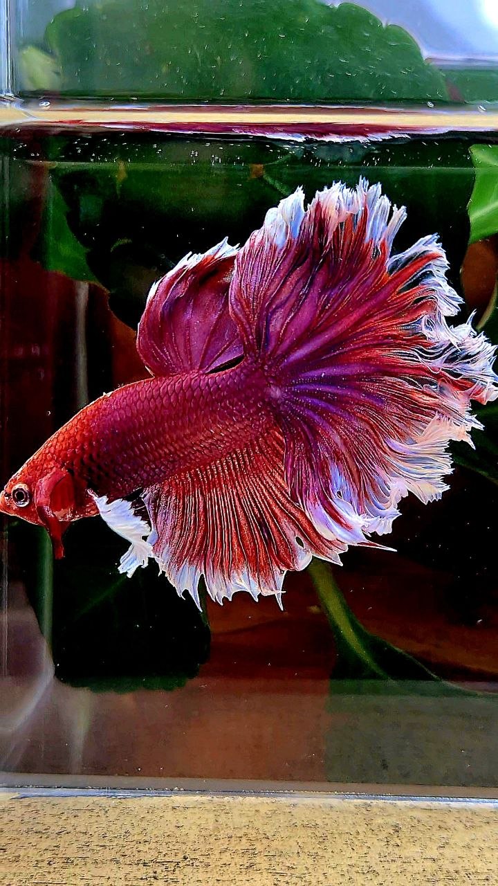 HALFMOON FEATHER TAIL BIG EAR PURPLE LAVENDER BETTA FISH