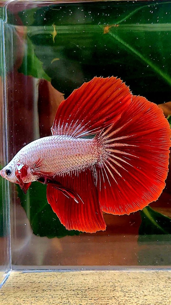 HALFMOON RED DRAGON SNOW BETTA FISH