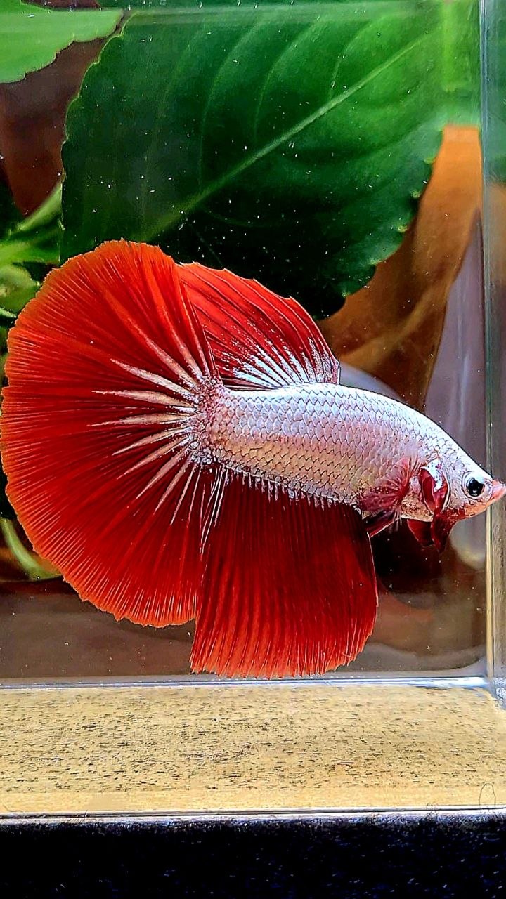 HALFMOON RED DRAGON SNOW BETTA FISH