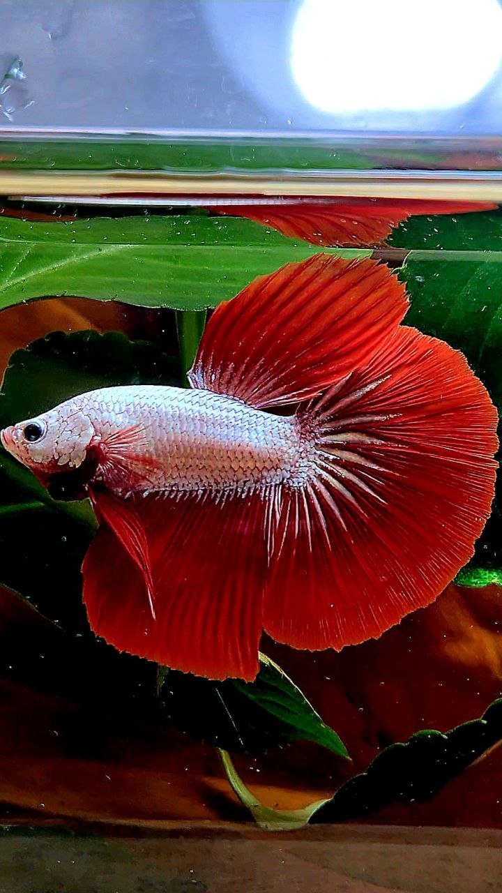 HALFMOON RED DRAGON SNOW BETTA FISH