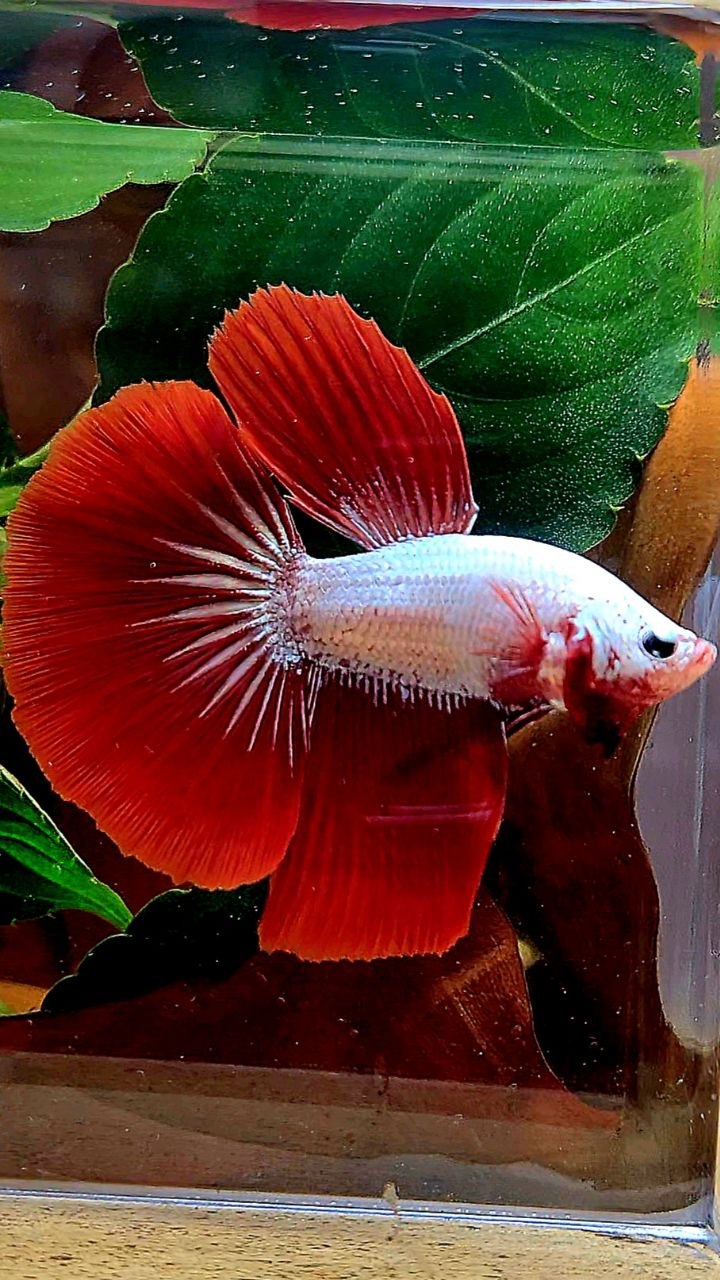 HALFMOON RED DRAGON SNOW BETTA FISH