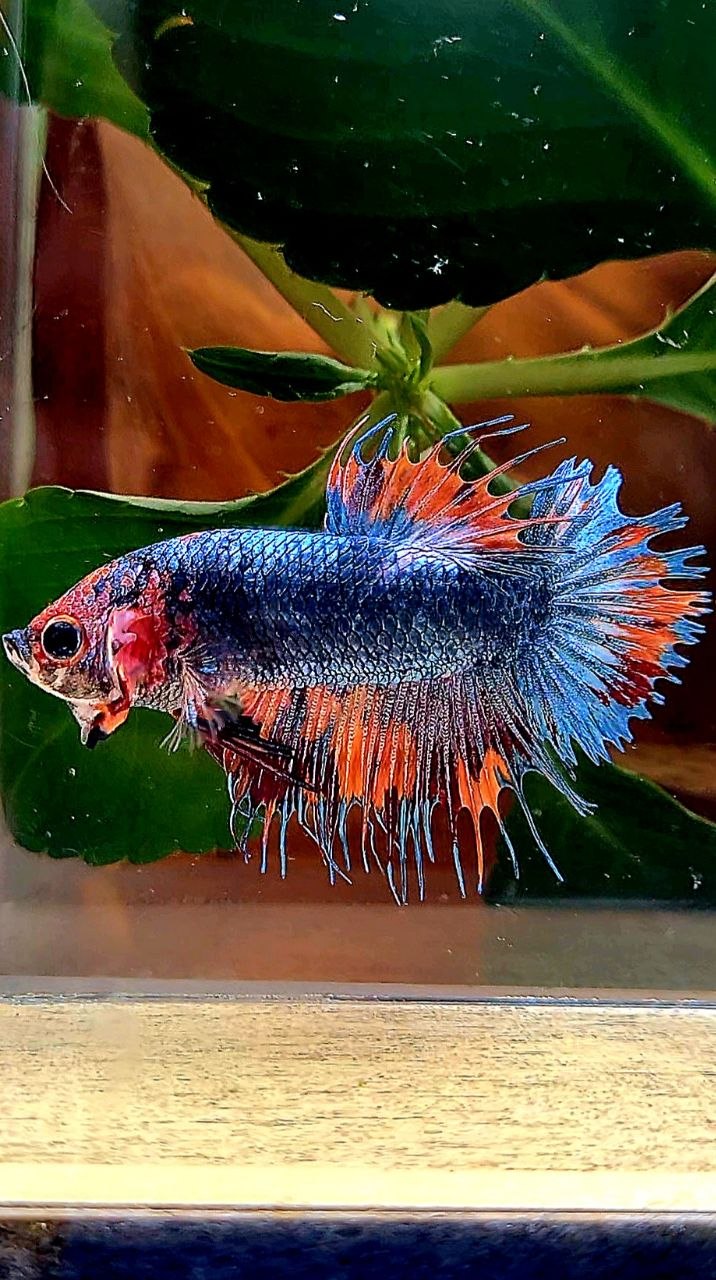 CROWNTAIL PLAKAT BLUE GRAY NEMO FANCY BETTA FISH