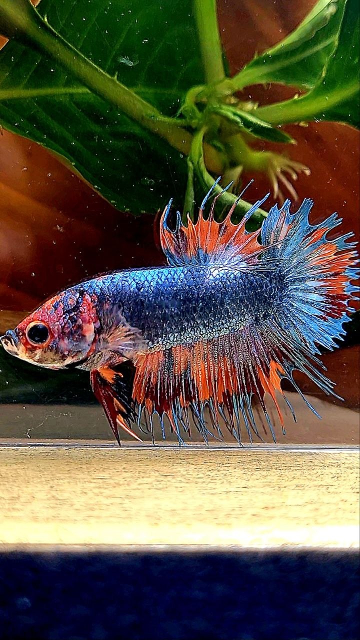 CROWNTAIL PLAKAT BLUE GRAY NEMO FANCY BETTA FISH