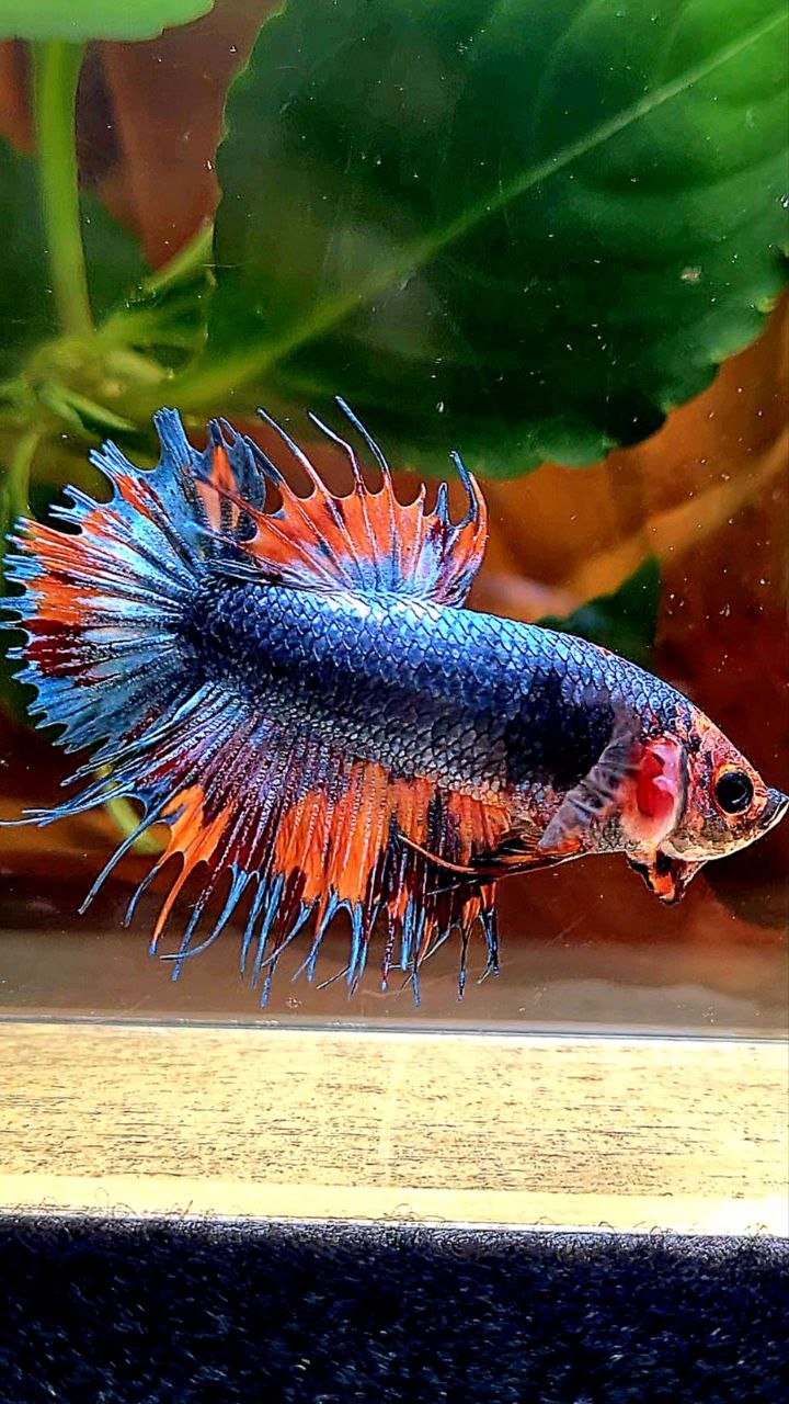 CROWNTAIL PLAKAT BLUE GRAY NEMO FANCY BETTA FISH