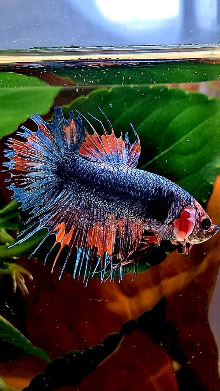CROWNTAIL PLAKAT BLUE GRAY NEMO FANCY BETTA FISH