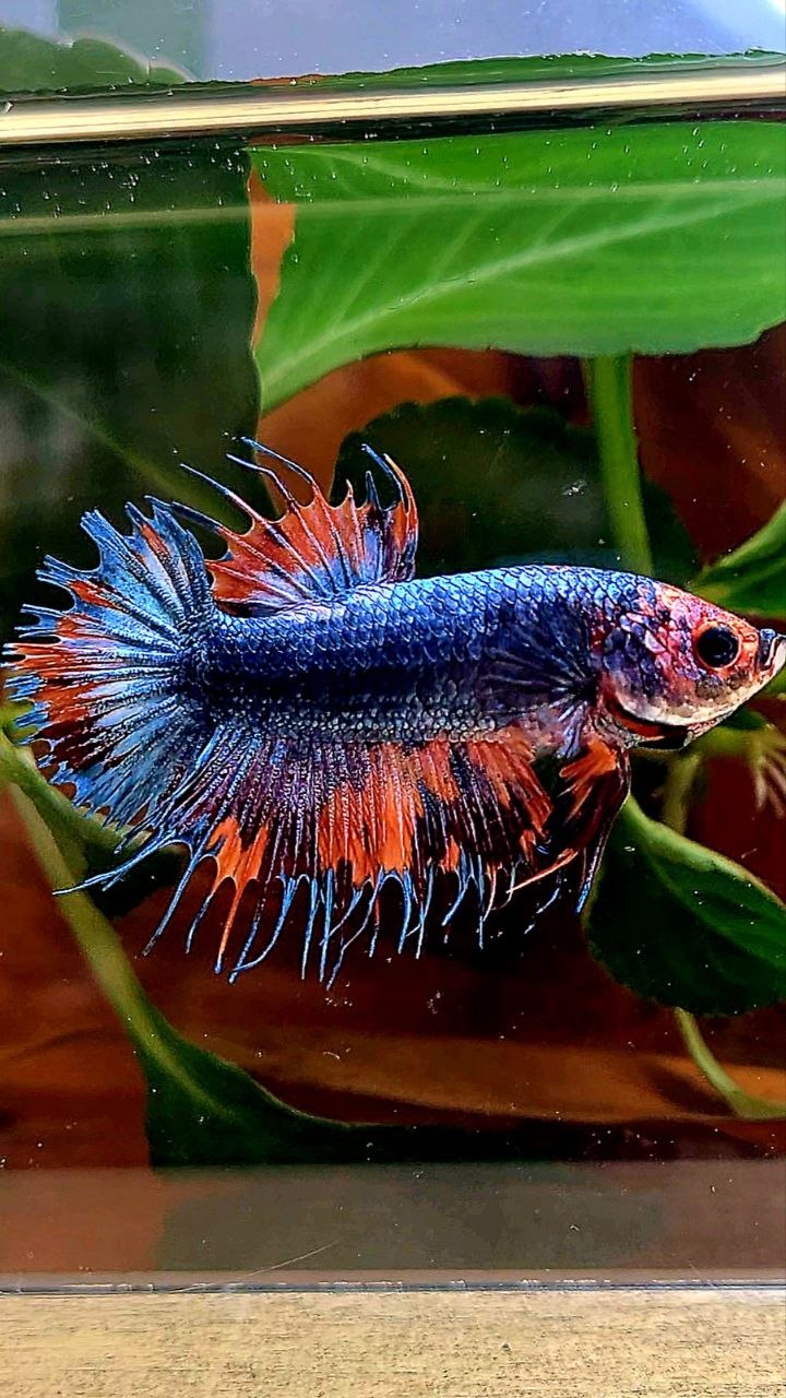 CROWNTAIL PLAKAT BLUE GRAY NEMO FANCY BETTA FISH