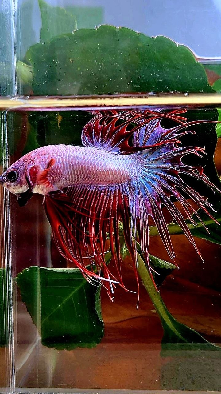CROWNTAIL RED WHITE BETTA FISH