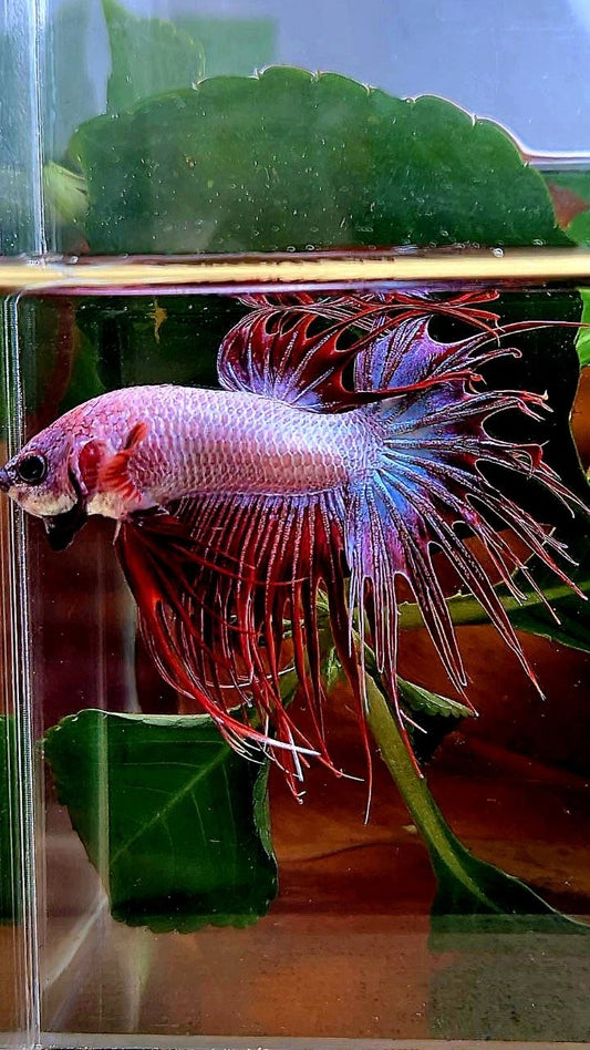 CROWNTAIL RED WHITE BETTA FISH