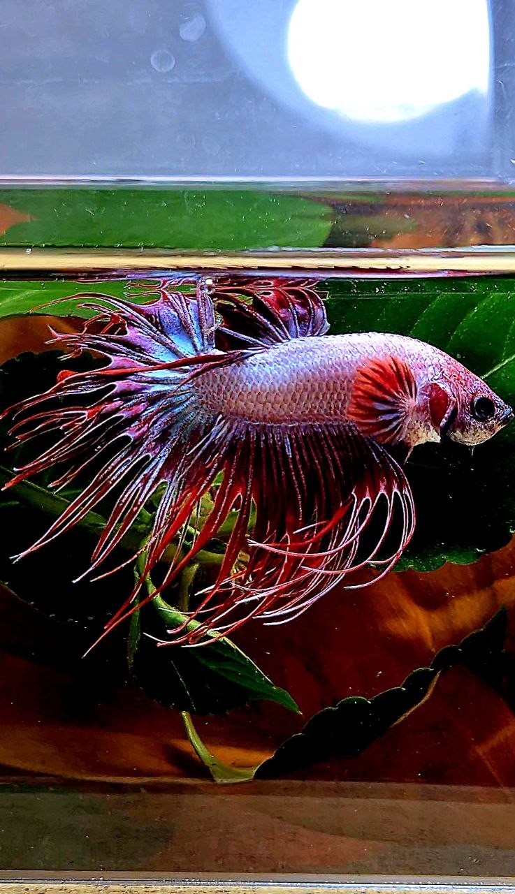CROWNTAIL RED WHITE BETTA FISH