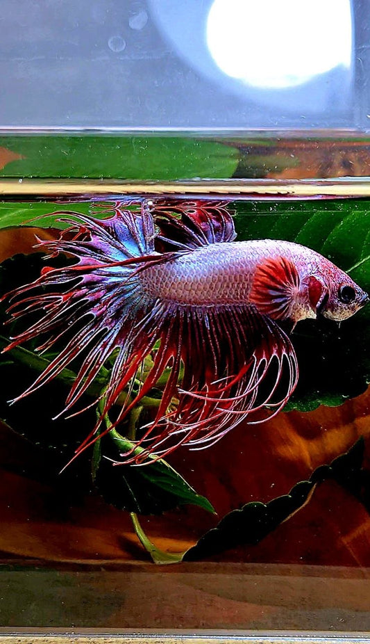 CROWNTAIL RED WHITE BETTA FISH