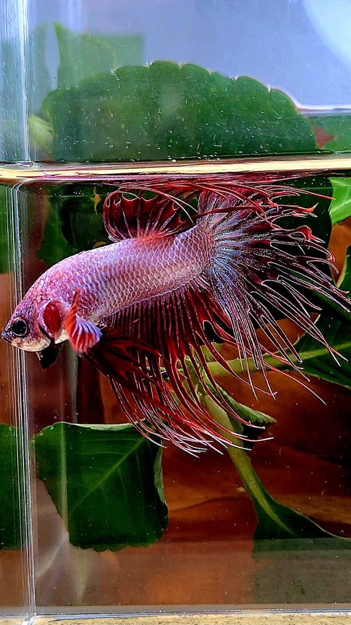 CROWNTAIL RED WHITE BETTA FISH