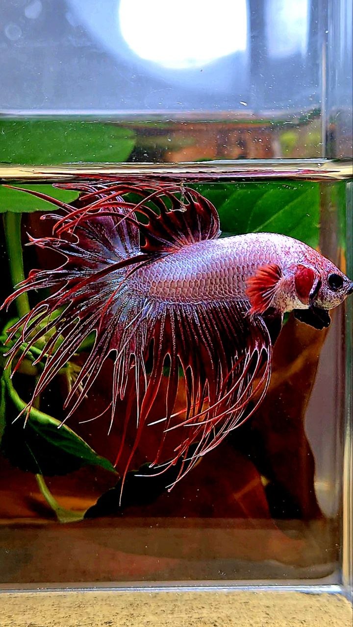 CROWNTAIL RED WHITE BETTA FISH