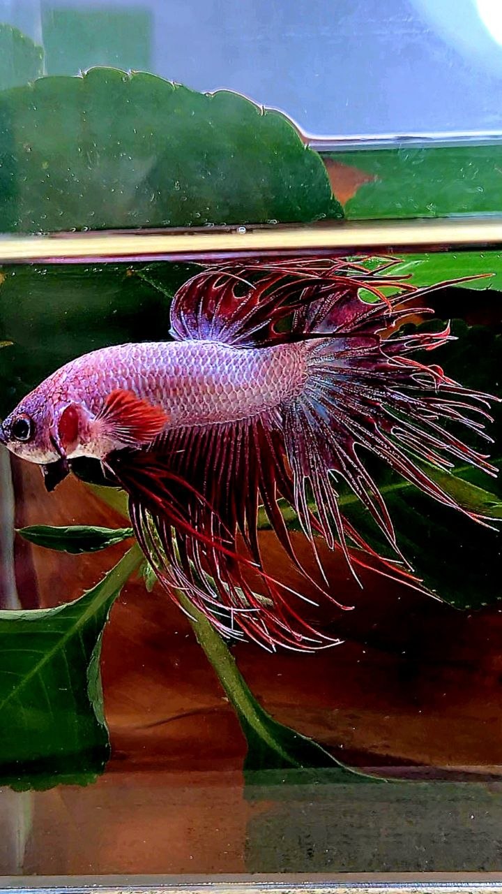 CROWNTAIL RED WHITE BETTA FISH