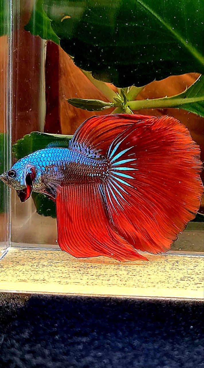 HALFMOON RED IMBELIS HYBRID WILD BETTA FISH
