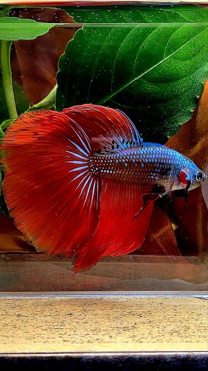 HALFMOON RED IMBELIS HYBRID WILD BETTA FISH