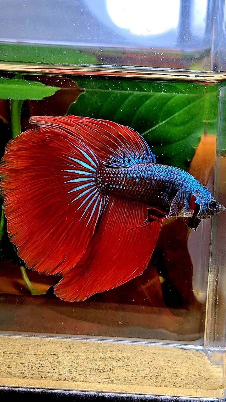 HALFMOON RED IMBELIS HYBRID WILD BETTA FISH