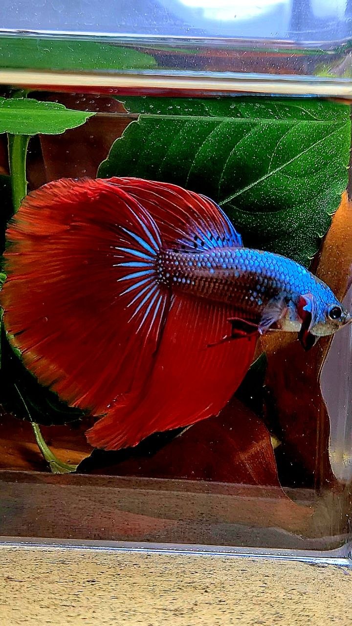 HALFMOON RED IMBELIS HYBRID WILD BETTA FISH
