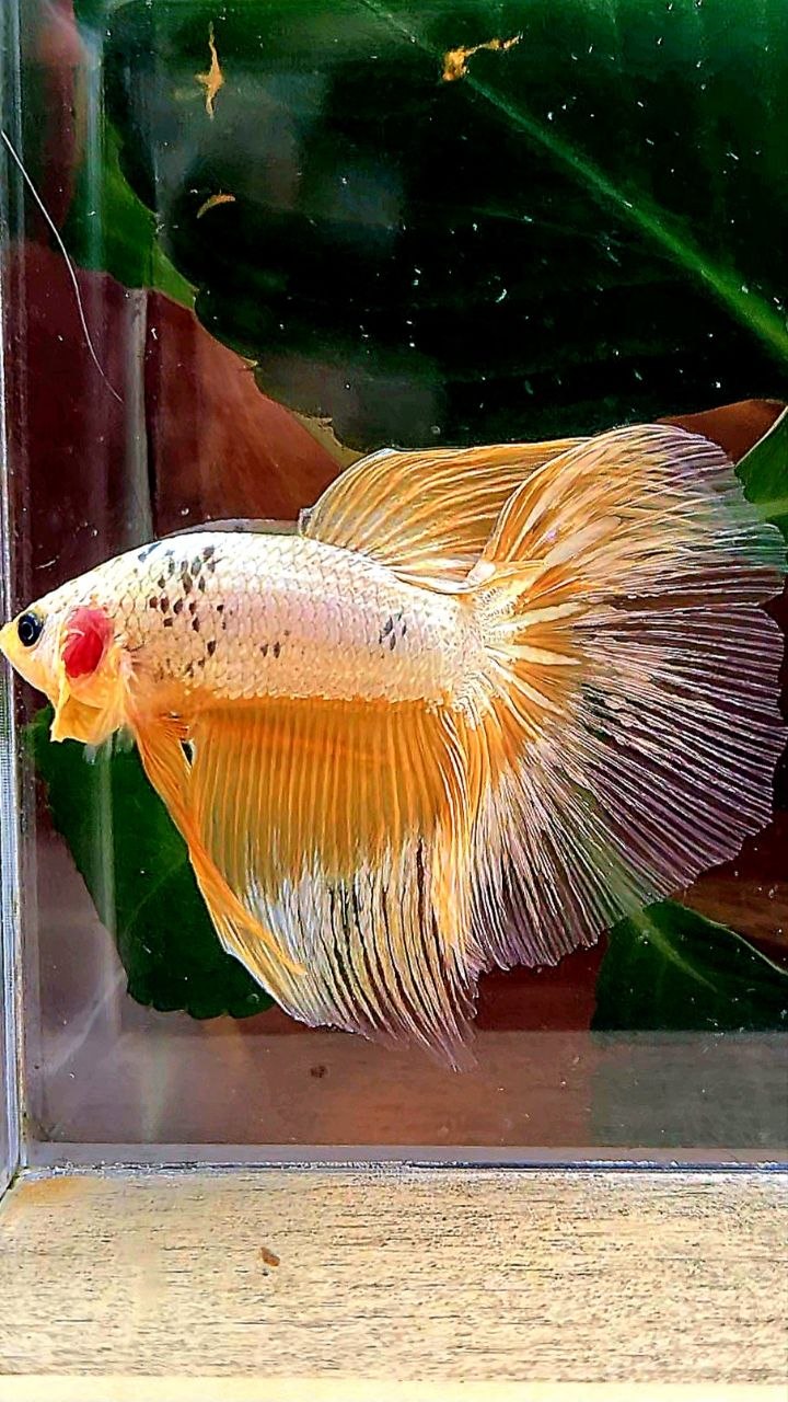 HALFMOON RED FANCY COPPER FCCP BETTA FISH