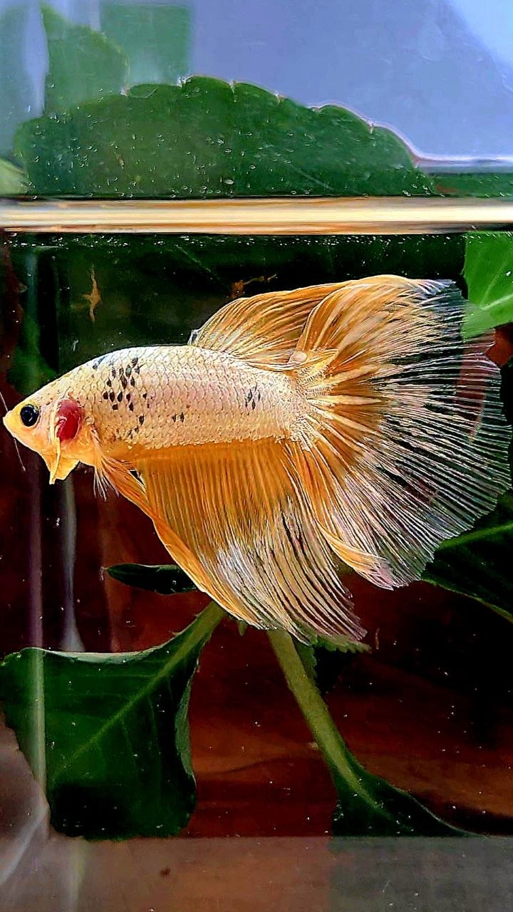 HALFMOON RED FANCY COPPER FCCP BETTA FISH