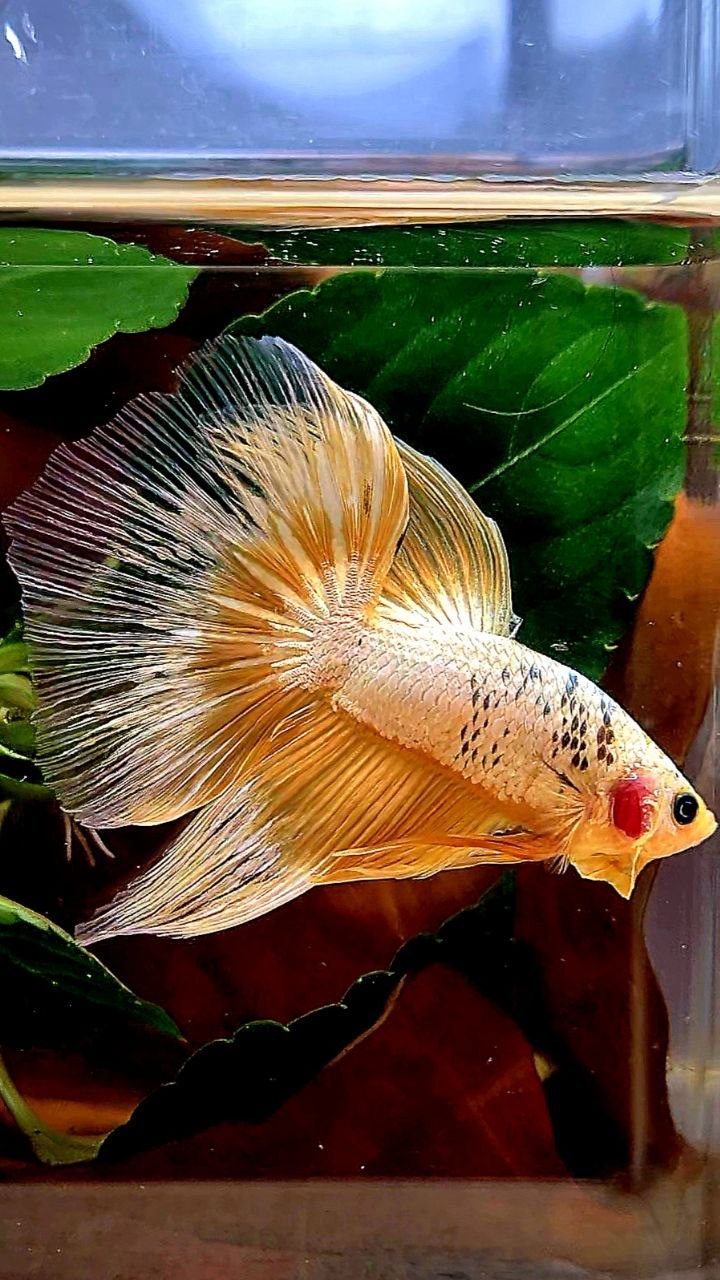 HALFMOON RED FANCY COPPER FCCP BETTA FISH