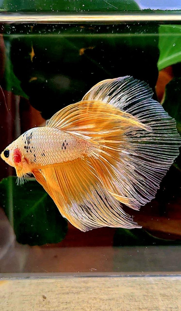 HALFMOON RED FANCY COPPER FCCP BETTA FISH