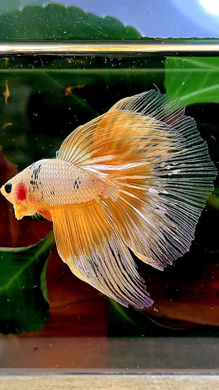 HALFMOON RED FANCY COPPER FCCP BETTA FISH