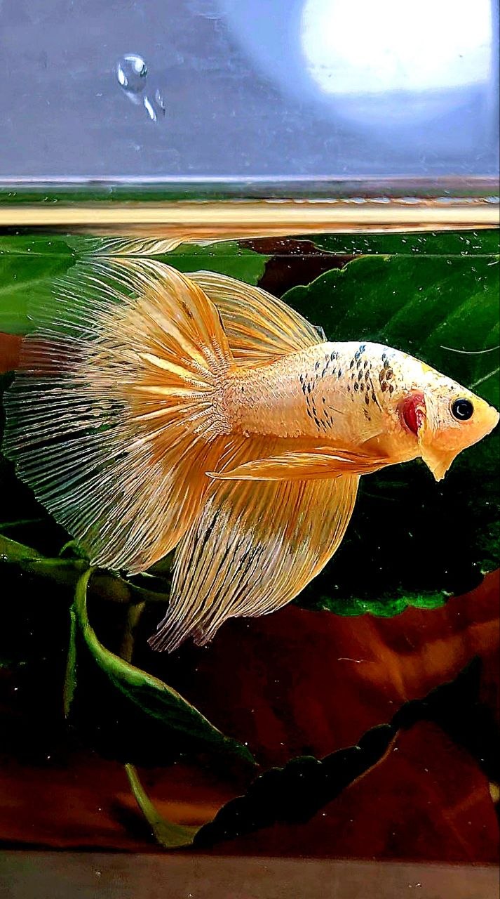 HALFMOON RED FANCY COPPER FCCP BETTA FISH