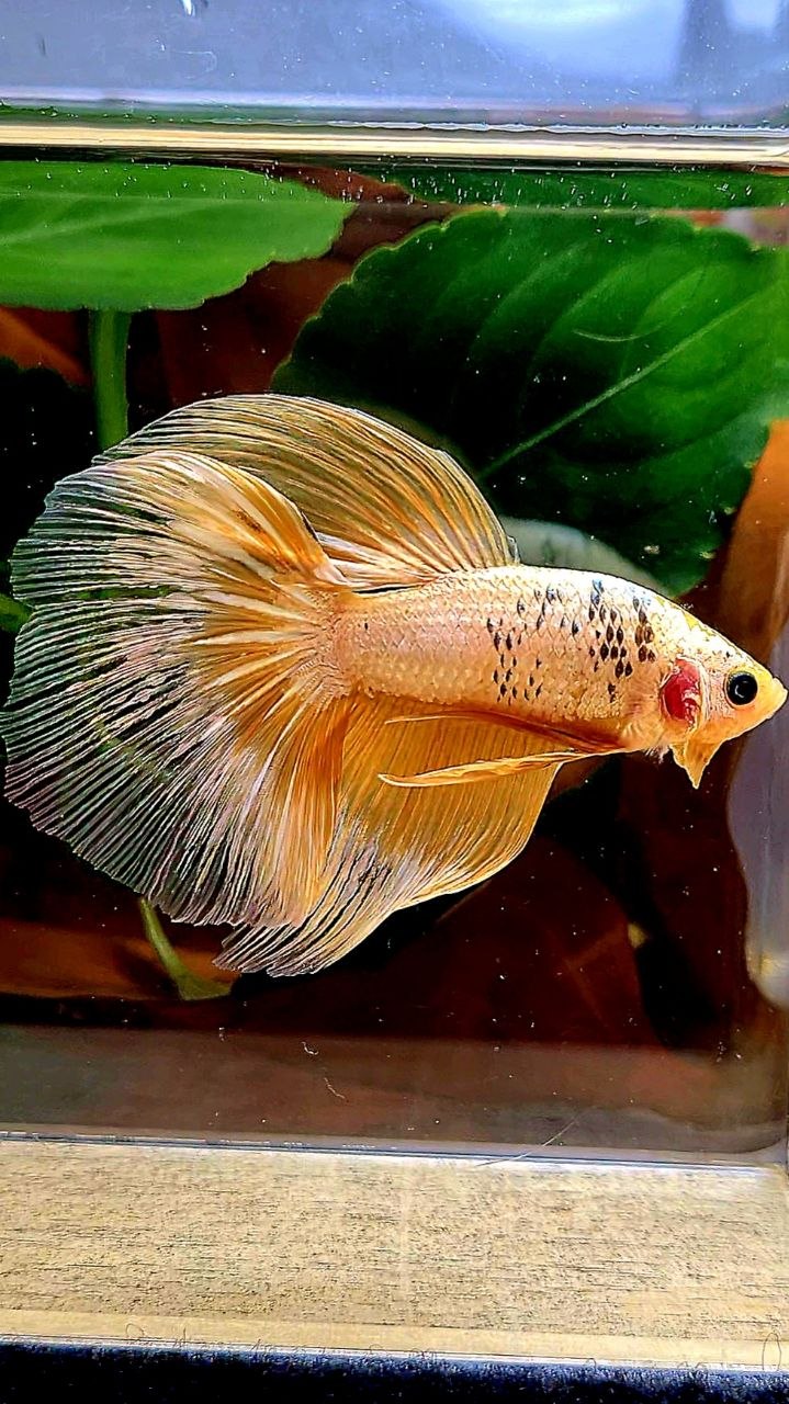 HALFMOON RED FANCY COPPER FCCP BETTA FISH
