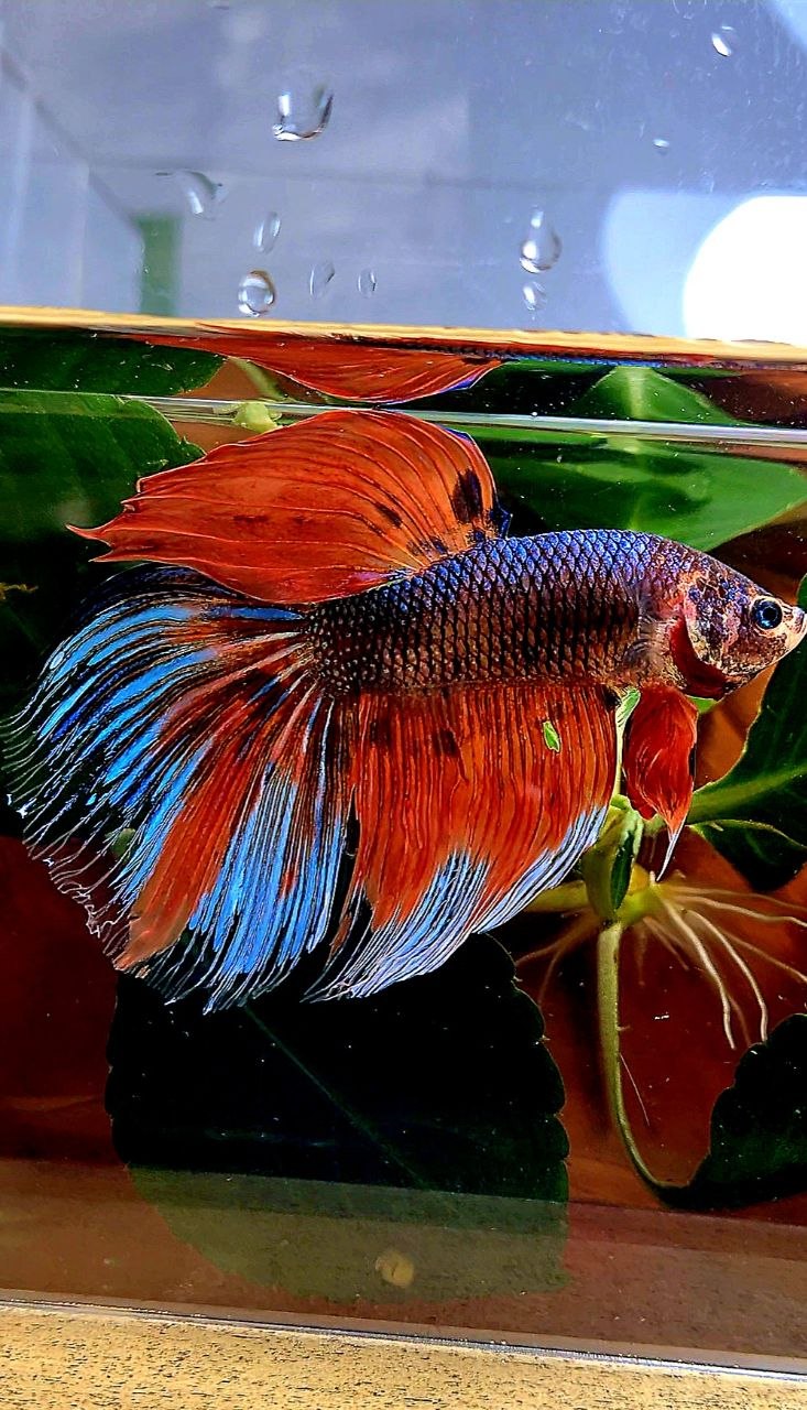 GIANT HALFMOON ORANGE FANCY MULTICOLOR BETTA FISH