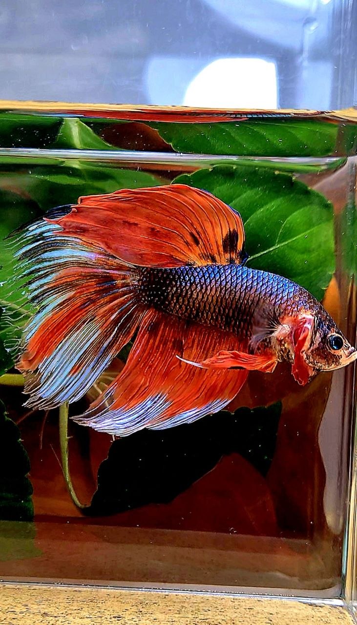 GIANT HALFMOON ORANGE FANCY MULTICOLOR BETTA FISH