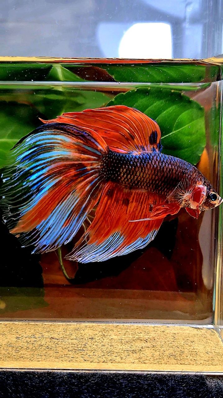 GIANT HALFMOON ORANGE FANCY MULTICOLOR BETTA FISH