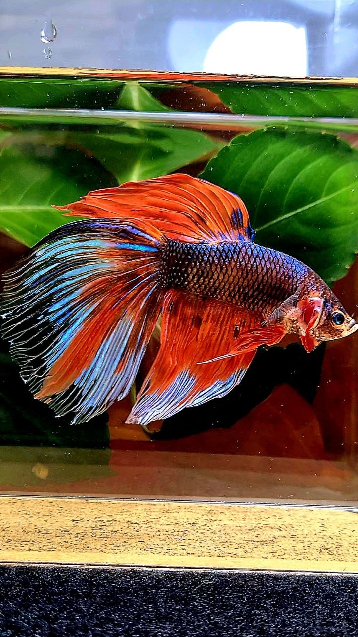 GIANT HALFMOON ORANGE FANCY MULTICOLOR BETTA FISH