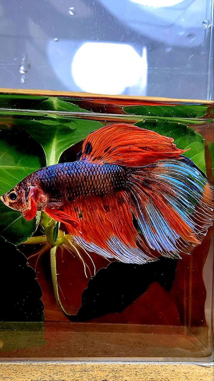 GIANT HALFMOON ORANGE FANCY MULTICOLOR BETTA FISH