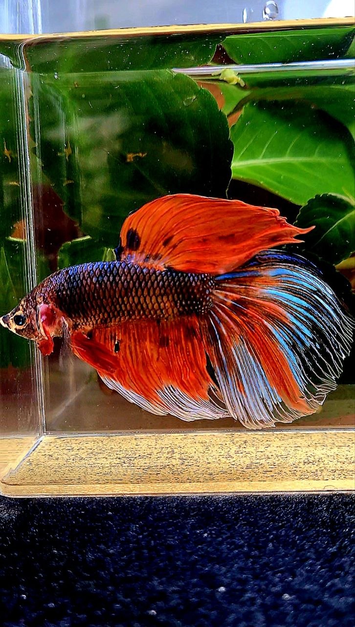 GIANT HALFMOON ORANGE FANCY MULTICOLOR BETTA FISH