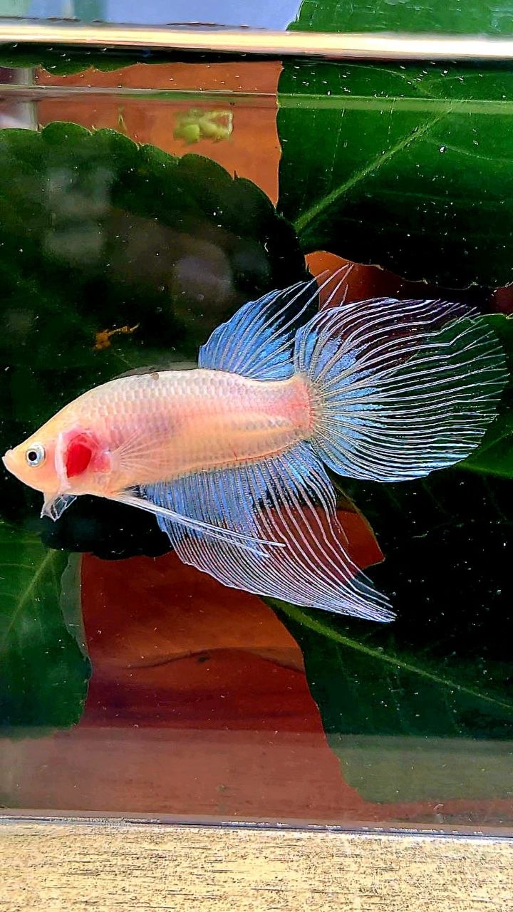 VEILTAIL AOC BLACK TANCHO BETTA FISH