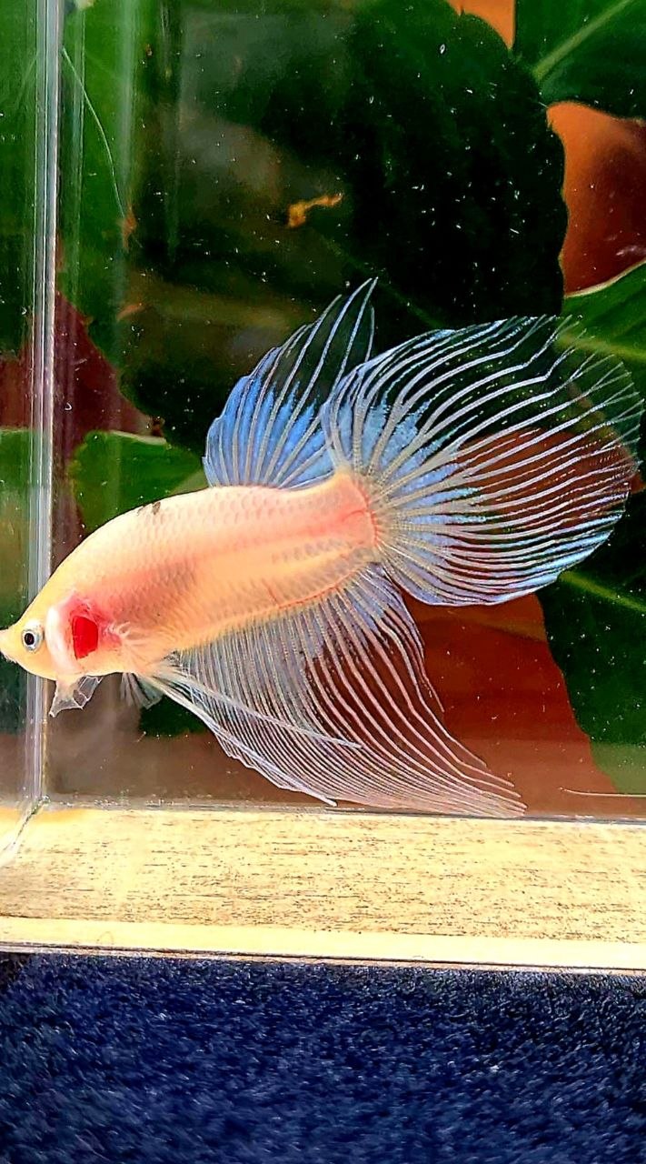 VEILTAIL AOC BLACK TANCHO BETTA FISH