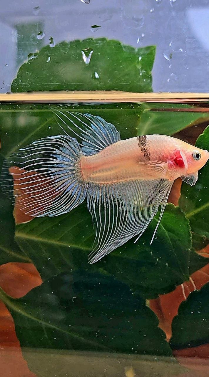 VEILTAIL AOC BLACK TANCHO BETTA FISH