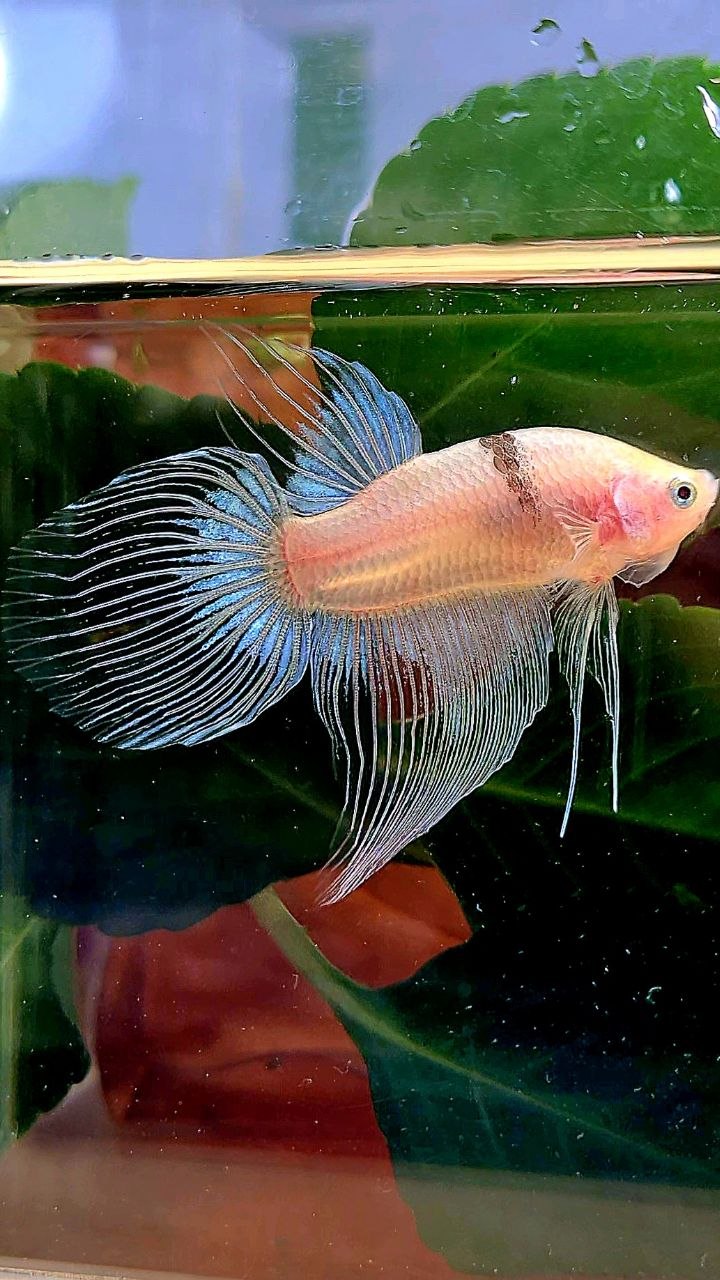 VEILTAIL AOC BLACK TANCHO BETTA FISH