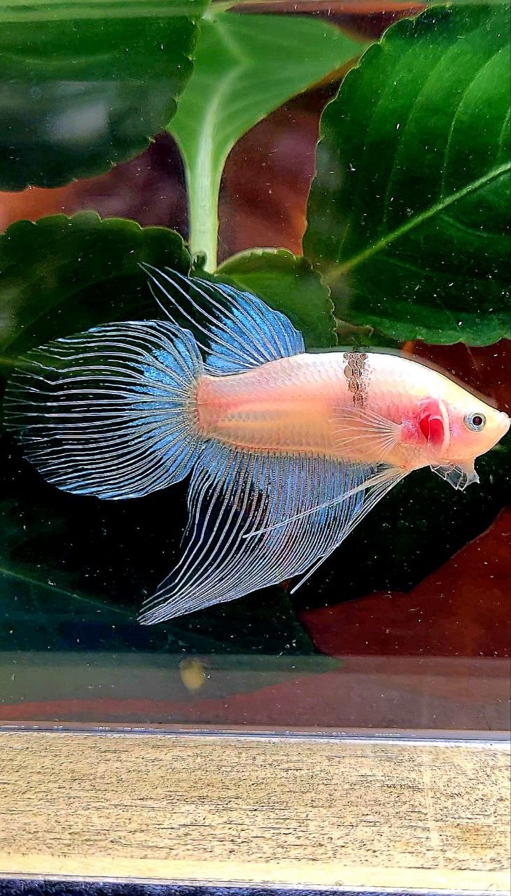 VEILTAIL AOC BLACK TANCHO BETTA FISH