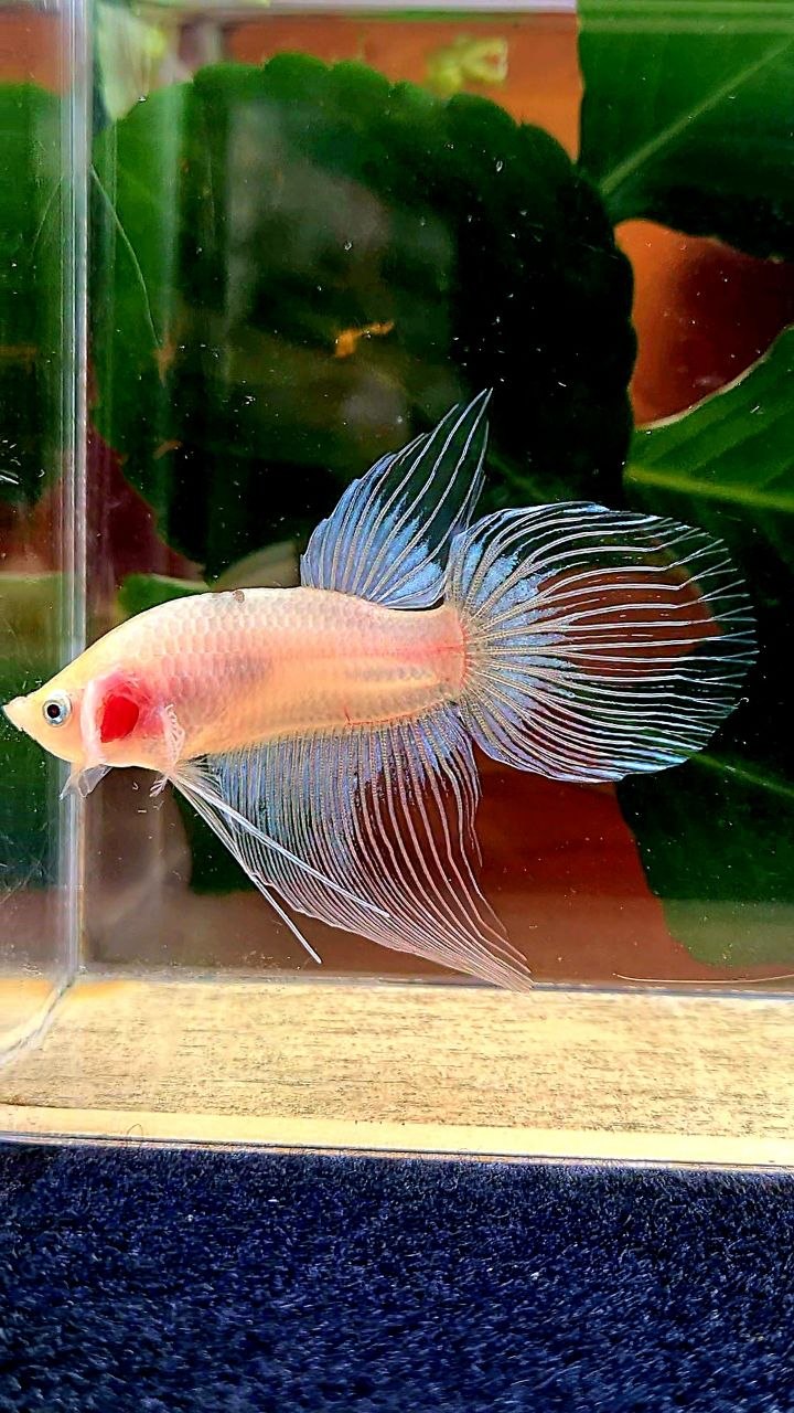 VEILTAIL AOC BLACK TANCHO BETTA FISH