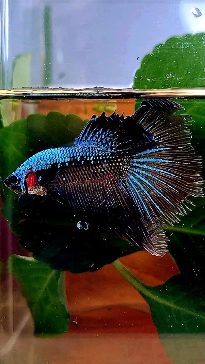 HALFMOON ROSETAIL BLUE SAMURAI BETTA FISH