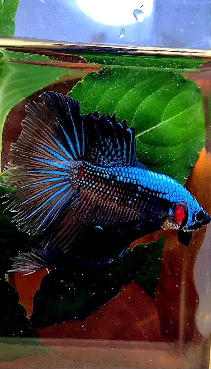 HALFMOON ROSETAIL BLUE SAMURAI BETTA FISH