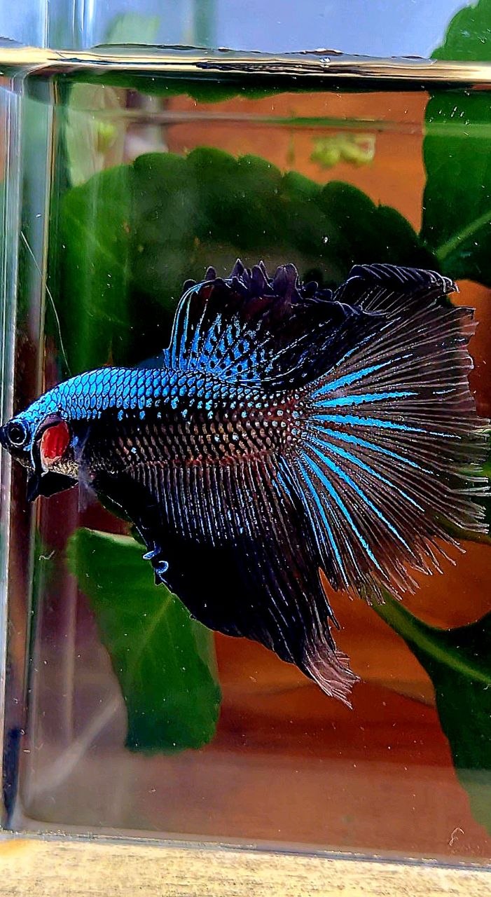 HALFMOON ROSETAIL BLUE SAMURAI BETTA FISH