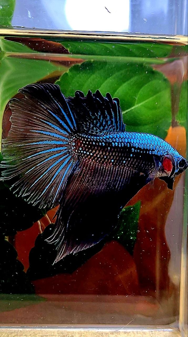 HALFMOON ROSETAIL BLUE SAMURAI BETTA FISH