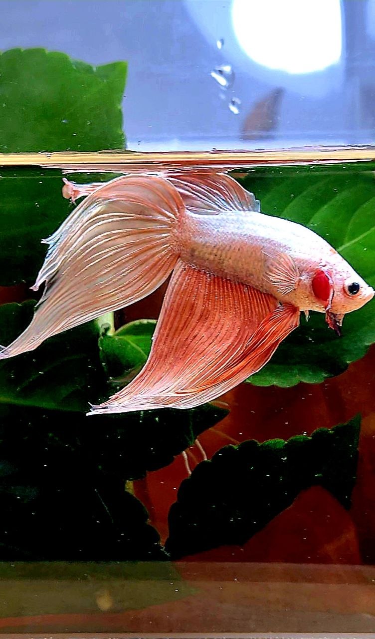 VEILTAIL ROSEGOLD BETTA FISH