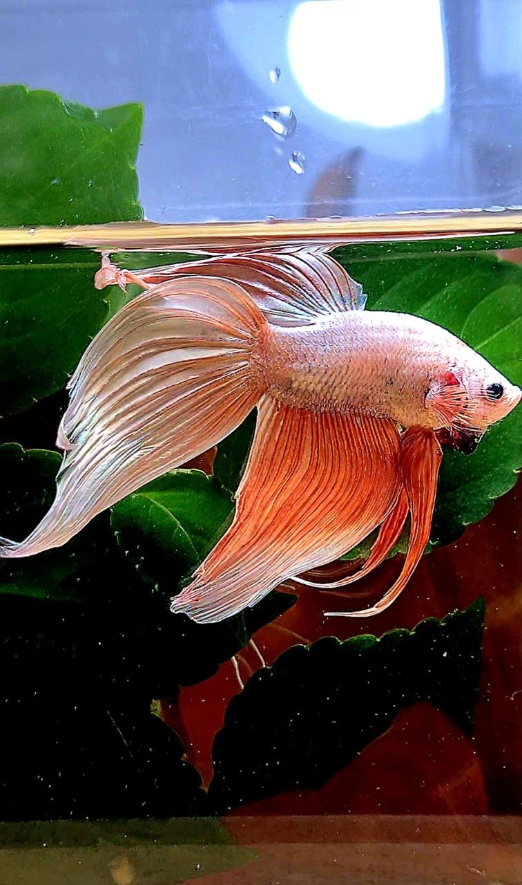 VEILTAIL ROSEGOLD BETTA FISH