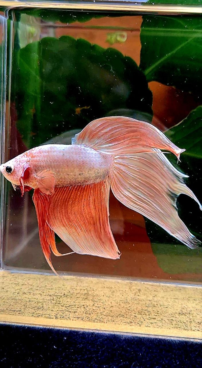 VEILTAIL ROSEGOLD BETTA FISH