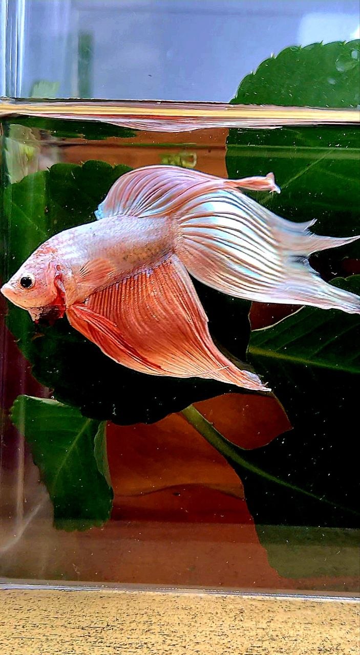 VEILTAIL ROSEGOLD BETTA FISH
