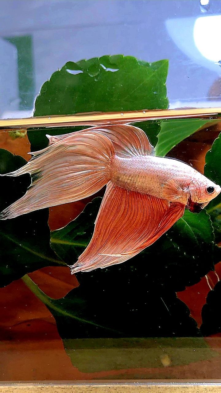 VEILTAIL ROSEGOLD BETTA FISH
